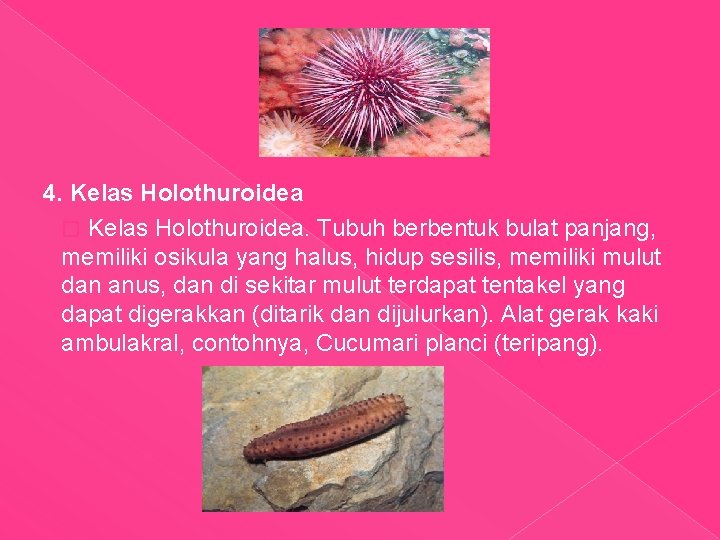 4. Kelas Holothuroidea � Kelas Holothuroidea. Tubuh berbentuk bulat panjang, memiliki osikula yang halus,