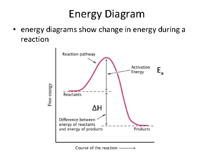 Energy Diagram • energy diagrams show change in energy during a reaction Ea ΔH