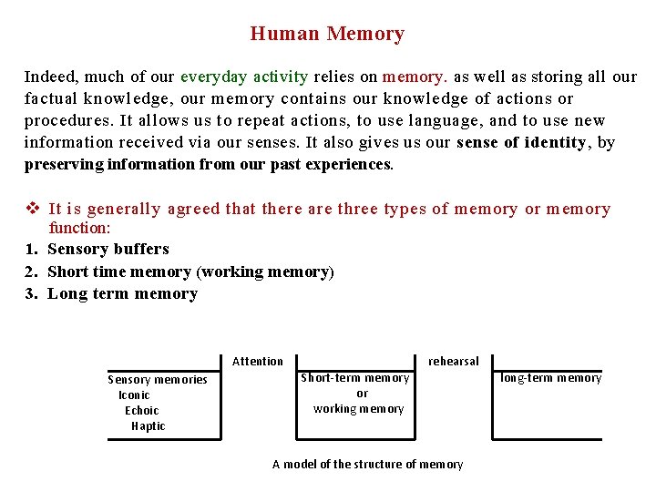 Human Memory Indeed, much of our everyday activity relies on memory. as well as
