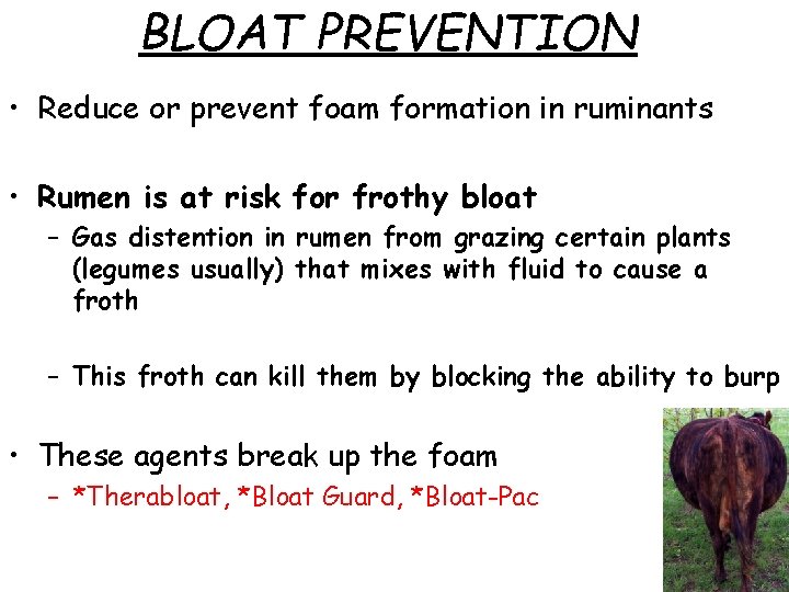 BLOAT PREVENTION • Reduce or prevent foam formation in ruminants • Rumen is at