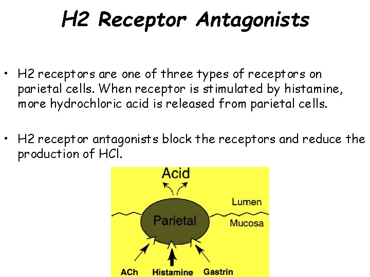 H 2 Receptor Antagonists • H 2 receptors are one of three types of