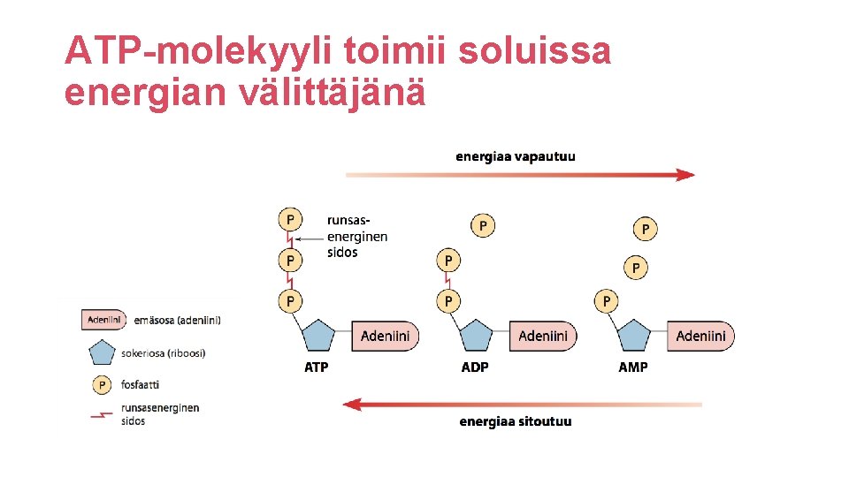 ATP-molekyyli toimii soluissa energian välittäjänä 