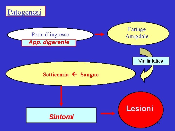 Patogenesi Porta d’ingresso App. digerente Faringe Amigdale Via linfatica Setticemia Sangue Lesioni Sintomi 10