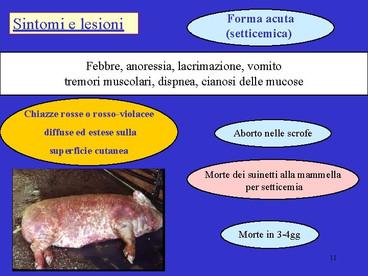 Sintomi e lesioni Forma acuta (setticemica) Febbre, anoressia, lacrimazione, vomito tremori muscolari, dispnea, cianosi