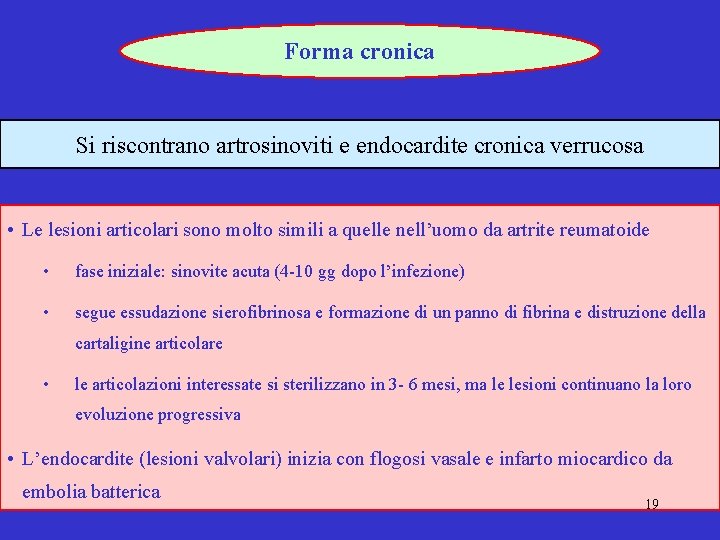 Forma cronica Si riscontrano artrosinoviti e endocardite cronica verrucosa • Le lesioni articolari sono