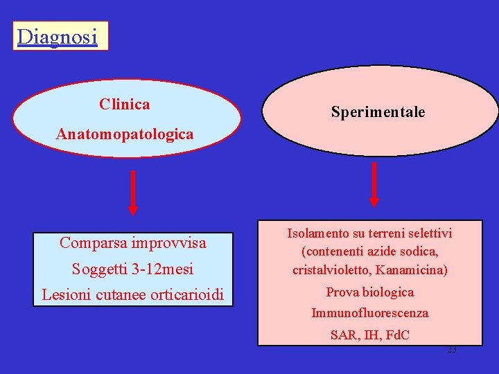 Diagnosi Clinica Sperimentale Anatomopatologica Comparsa improvvisa Soggetti 3 -12 mesi Lesioni cutanee orticarioidi Isolamento