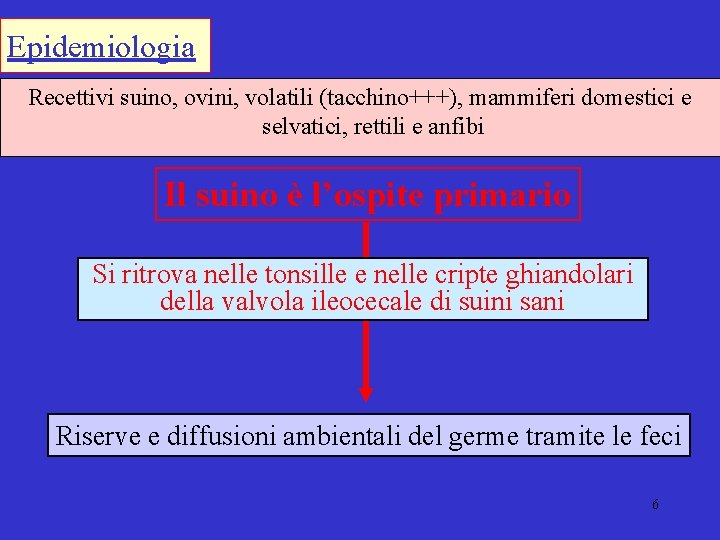 Epidemiologia Recettivi suino, ovini, volatili (tacchino+++), mammiferi domestici e selvatici, rettili e anfibi Il