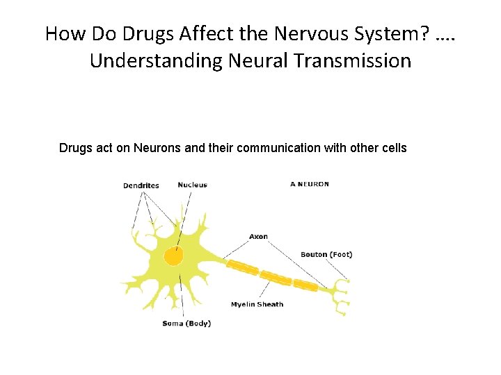 How Do Drugs Affect the Nervous System? …. Understanding Neural Transmission Drugs act on