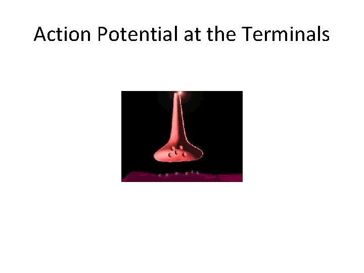 Action Potential at the Terminals 