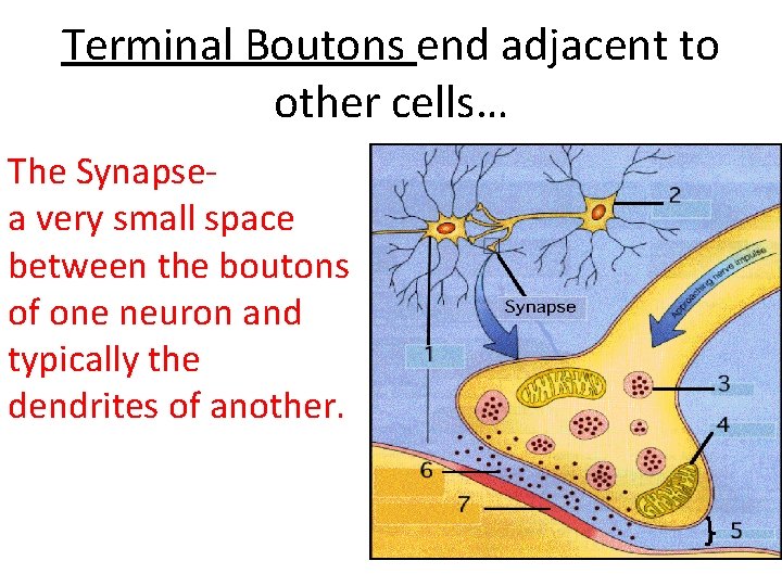 Terminal Boutons end adjacent to other cells… The Synapsea very small space between the