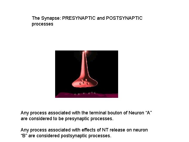 The Synapse: PRESYNAPTIC and POSTSYNAPTIC processes Any process associated with the terminal bouton of