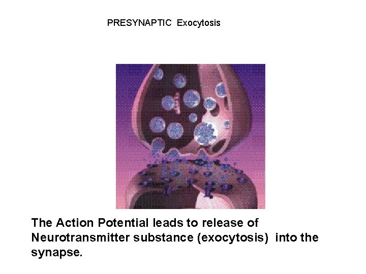 PRESYNAPTIC Exocytosis The Action Potential leads to release of Neurotransmitter substance (exocytosis) into the