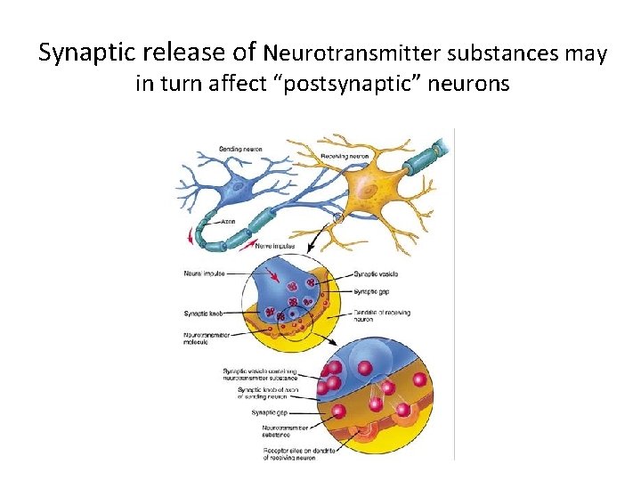 Synaptic release of Neurotransmitter substances may in turn affect “postsynaptic” neurons 