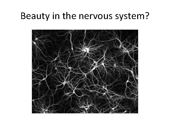 Beauty in the nervous system? 