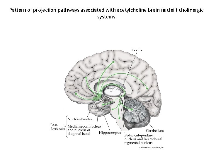 Pattern of projection pathways associated with acetylcholine brain nuclei ( cholinergic systems 