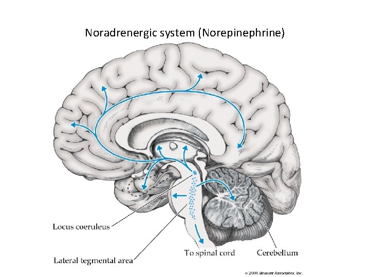 Noradrenergic system (Norepinephrine) 