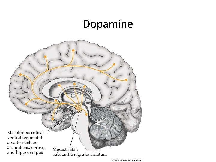 Dopamine 