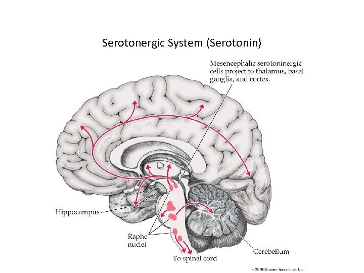 Serotonergic System (Serotonin) 