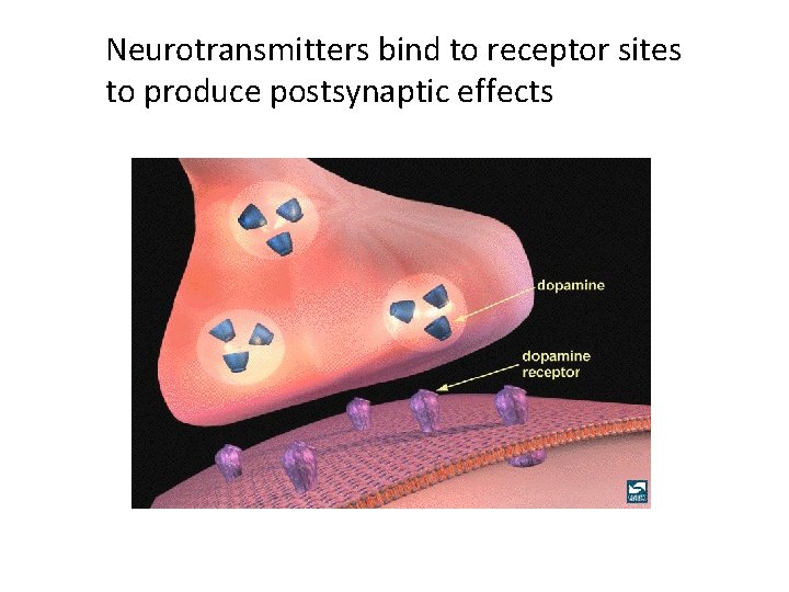 Neurotransmitters bind to receptor sites to produce postsynaptic effects 