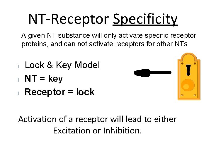 NT-Receptor Specificity A given NT substance will only activate specific receptor proteins, and can