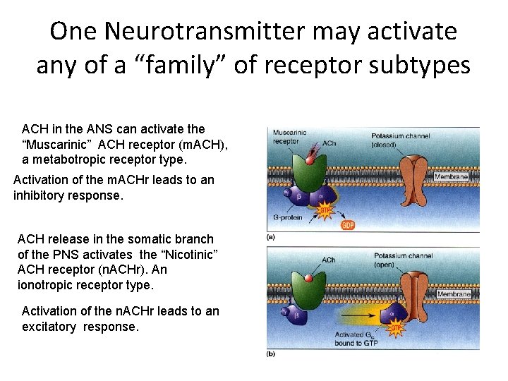 One Neurotransmitter may activate any of a “family” of receptor subtypes ACH in the