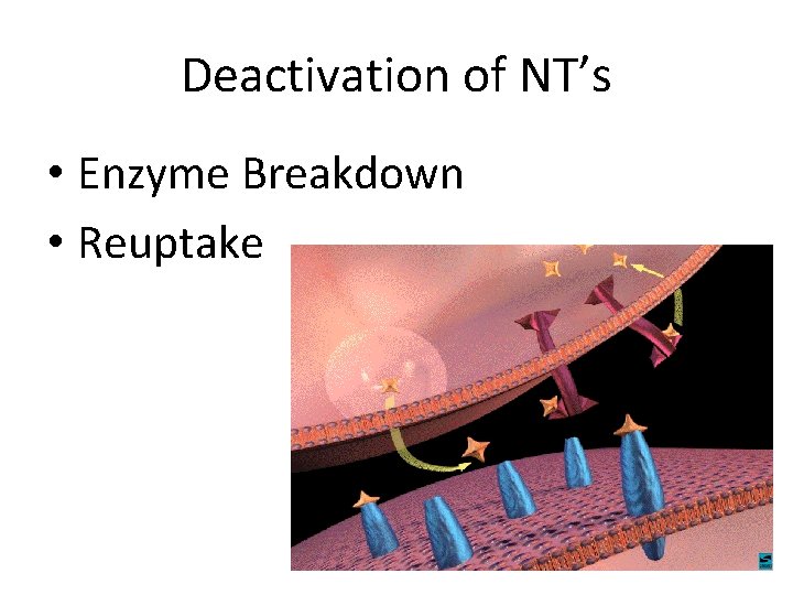 Deactivation of NT’s • Enzyme Breakdown • Reuptake 