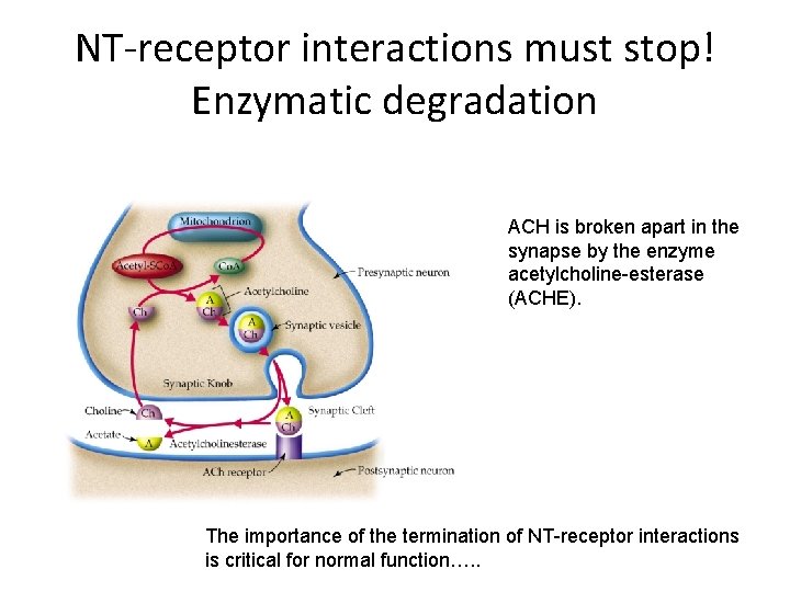 NT-receptor interactions must stop! Enzymatic degradation ACH is broken apart in the synapse by