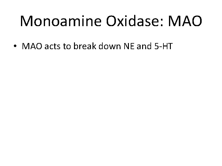 Monoamine Oxidase: MAO • MAO acts to break down NE and 5 -HT 