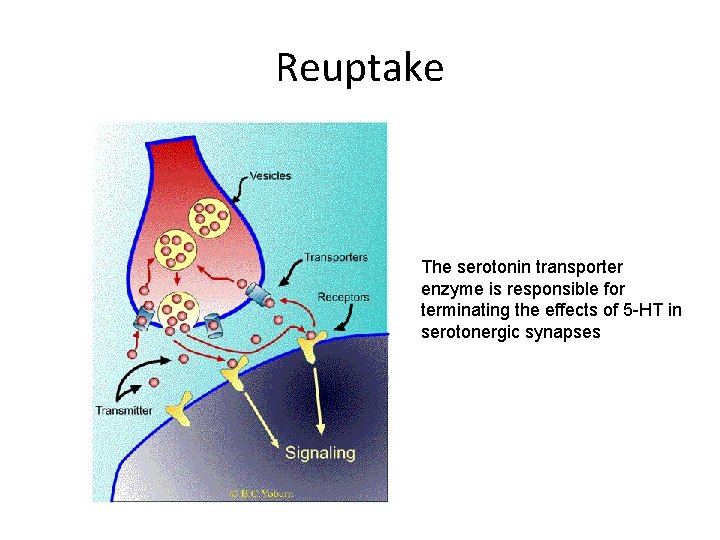 Reuptake The serotonin transporter enzyme is responsible for terminating the effects of 5 -HT