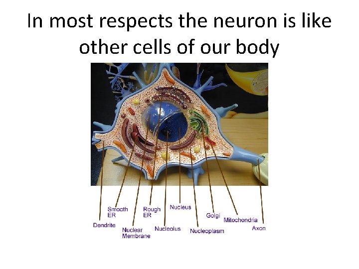 In most respects the neuron is like other cells of our body 