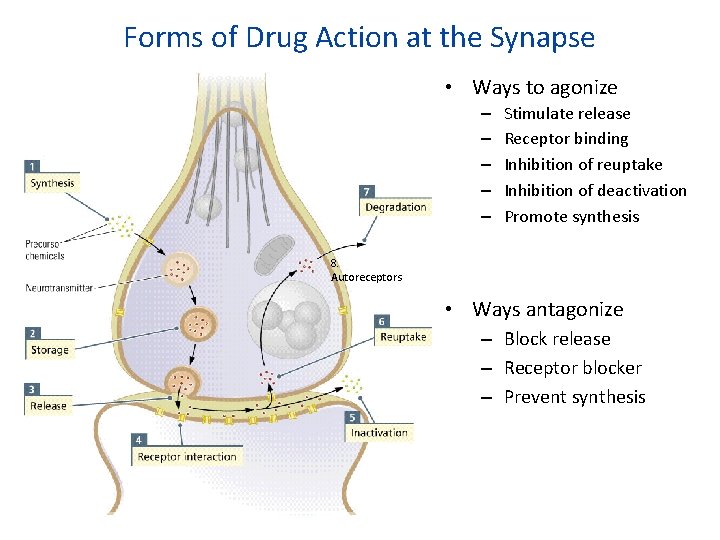 Forms of Drug Action at the Synapse • Ways to agonize – – –