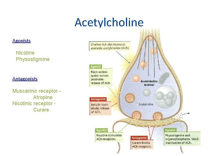 Acetylcholine Agonists Nicotine Physostigmine Antagonists Muscarinic receptor Atropine Nicotinic receptor Curare 