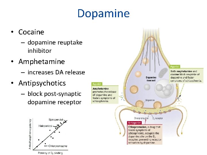 Dopamine • Cocaine – dopamine reuptake inhibitor • Amphetamine – increases DA release •