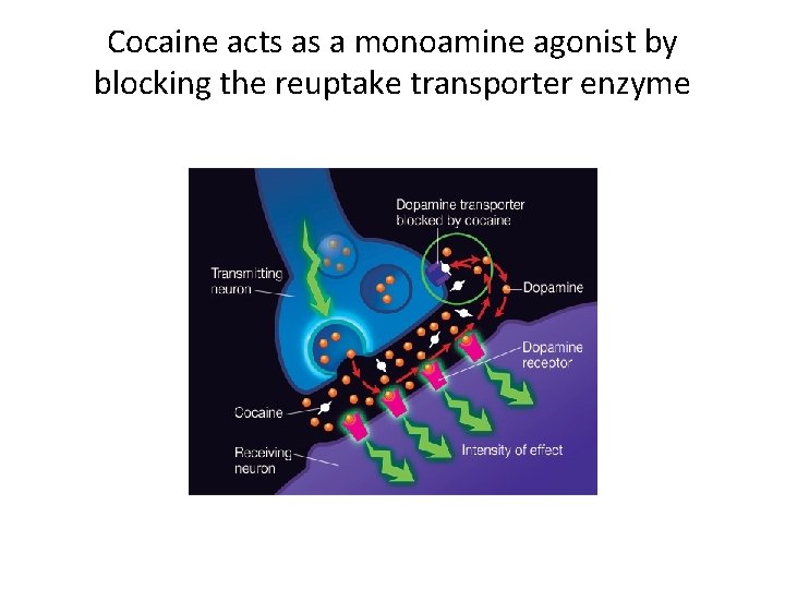 Cocaine acts as a monoamine agonist by blocking the reuptake transporter enzyme 
