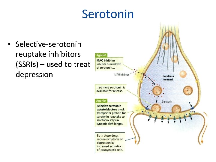 Serotonin • Selective-serotonin reuptake inhibitors (SSRIs) – used to treat depression 