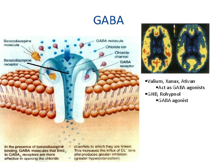GABA • Valium, Xanax, Ativan • Act as GABA agonists • GHB, Rohypnol •