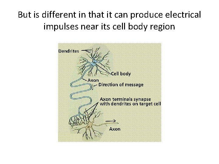 But is different in that it can produce electrical impulses near its cell body