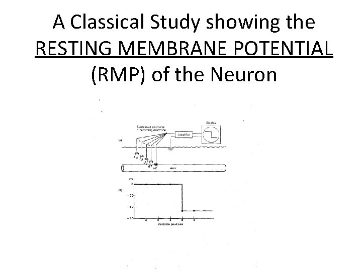 A Classical Study showing the RESTING MEMBRANE POTENTIAL (RMP) of the Neuron 