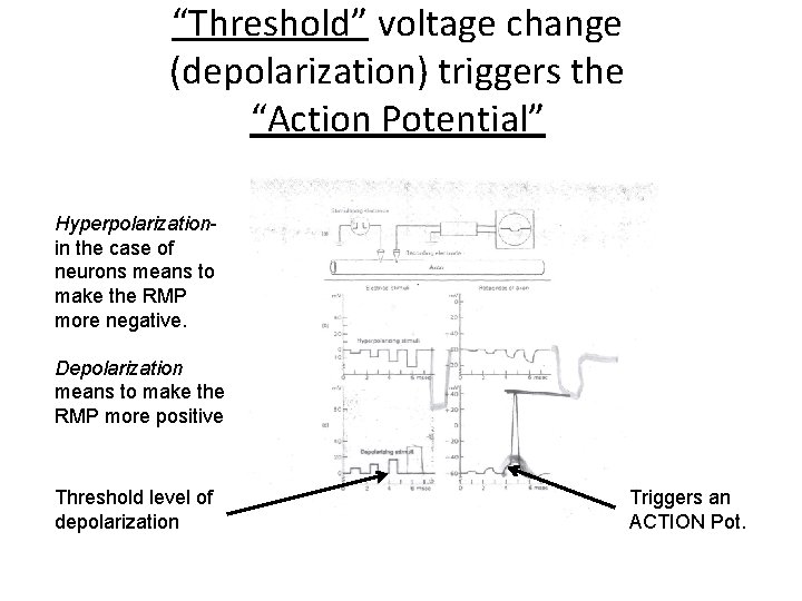 “Threshold” voltage change (depolarization) triggers the “Action Potential” Hyperpolarizationin the case of neurons means