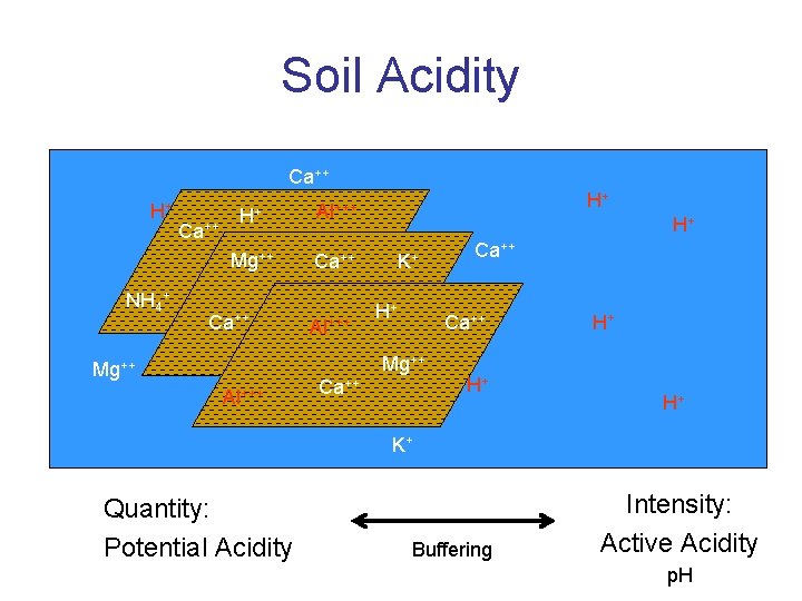 Soil Acidity Ca++ H+ NH 4+ Ca++ H+ Al+++ Mg++ Ca++ Al+++ H+ H+