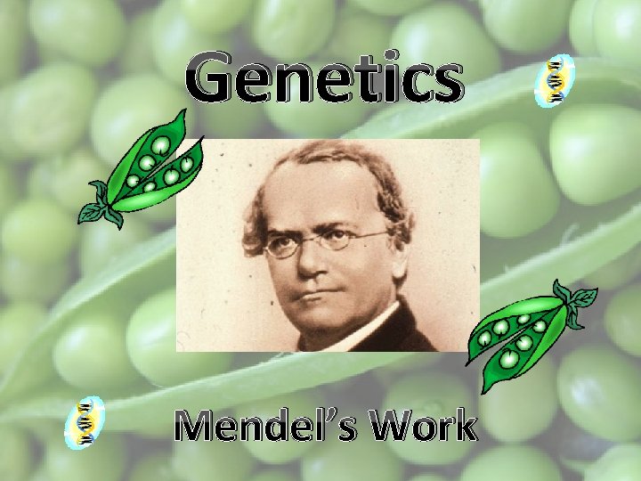 Genetics Mendel’s Work 