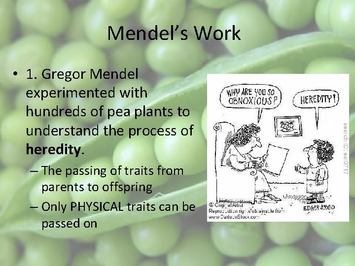 Mendel’s Work • 1. Gregor Mendel experimented with hundreds of pea plants to understand