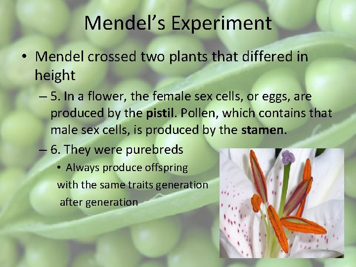 Mendel’s Experiment • Mendel crossed two plants that differed in height – 5. In