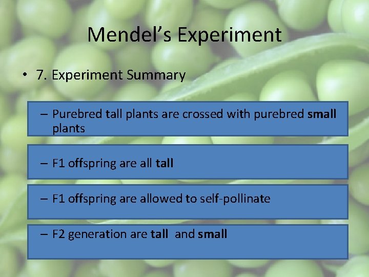 Mendel’s Experiment • 7. Experiment Summary – Purebred tall plants are crossed with purebred