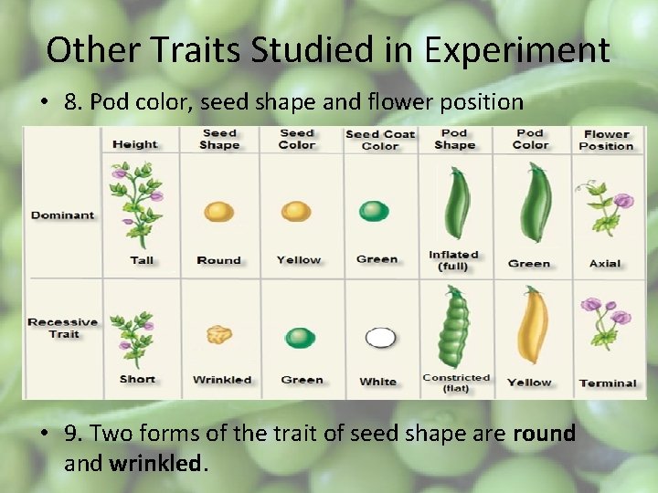 Other Traits Studied in Experiment • 8. Pod color, seed shape and flower position