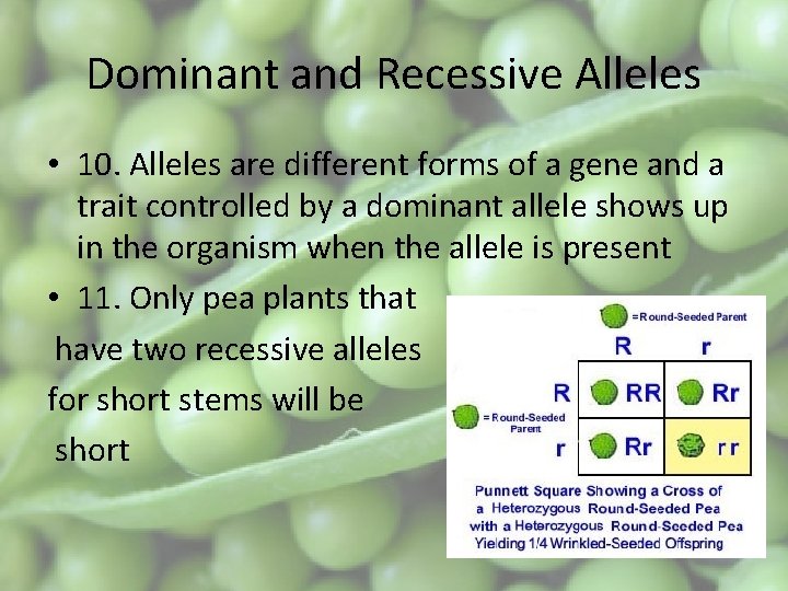 Dominant and Recessive Alleles • 10. Alleles are different forms of a gene and