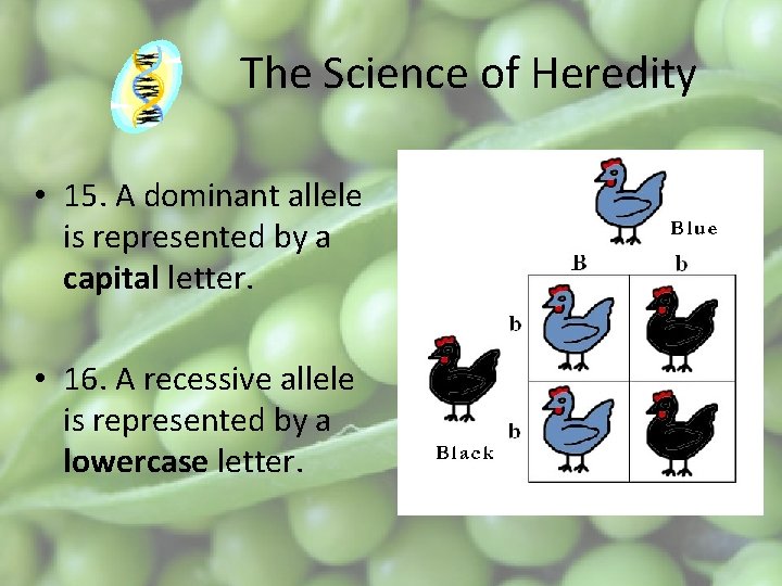 The Science of Heredity • 15. A dominant allele is represented by a capital