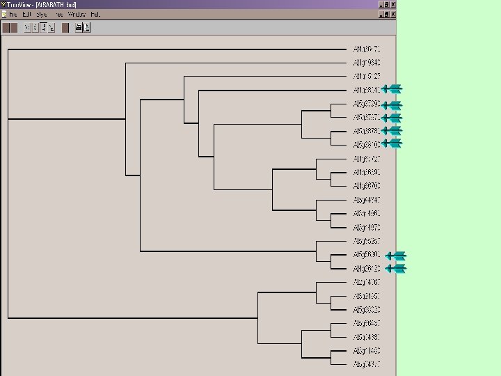 Phylgenetic tree 