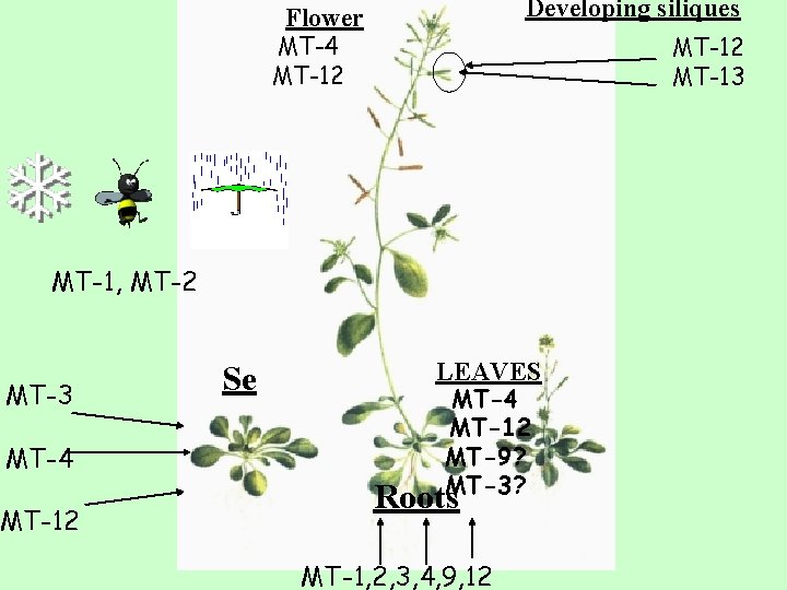 Developing siliques Flower MT-4 MT-12 Back to the first MT-1, MT-2 MT-3 MT-4 MT-12