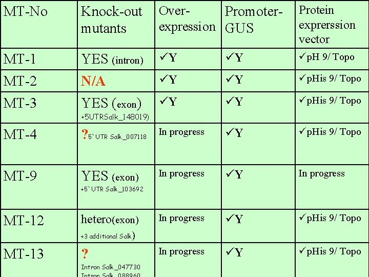 MT-No Knock-out mutants Over. Promoterexpression GUS Protein exprerssion vector MT-1 YES (intron) üY üY